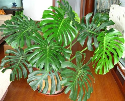 龟背竹夏季如何养：防强光多浇水叶面保湿