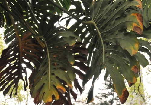 龟背竹叶子发黄 龟背竹叶子发黄如何办:叶子发黄的原因分析和处理办法