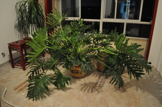 龟背竹盆栽 龟背竹叶子发黄如何办:叶子发黄的原因分析和处理办法