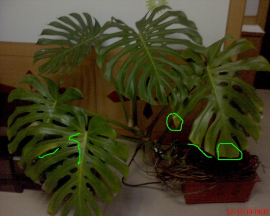 龟背竹叶子发黄：叶子发黄的原因分析和处理办法