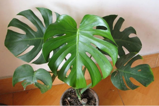 龟背竹叶子发黄：叶子发黄的原因分析和处理办法