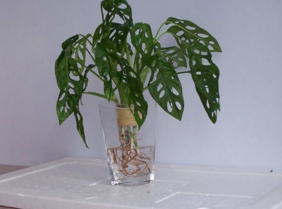 无土盆栽龟背竹 如何无土盆栽龟背竹