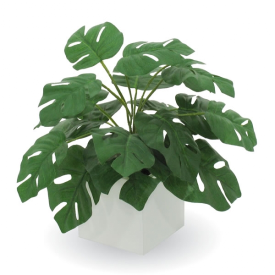 如何使龟背竹冠形美丽