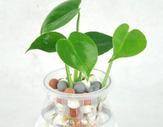 如何培育迷你龟背竹