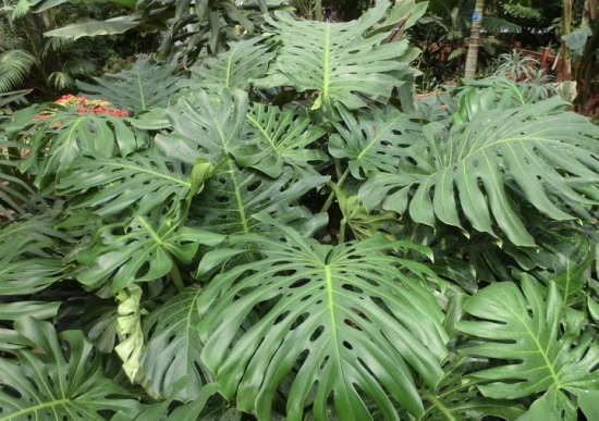 龟背竹养护应留意些什么