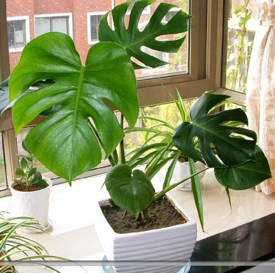 龟背竹 龟背竹如何过冬