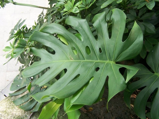 如何繁殖龟背竹