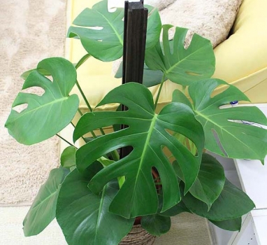 养护得当的龟背竹 龟背竹好养吗:较好养,喜温暖湿润