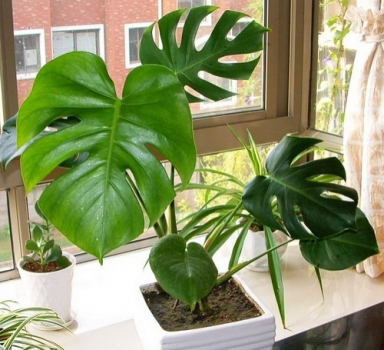 龟背竹开花吗：可以开花但不常见