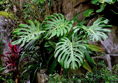 龟背竹欣赏 龟背竹的繁殖:播种 扦插 分株