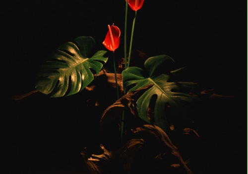 夜色下的龟背竹 龟背竹的繁殖:播种 扦插 分株