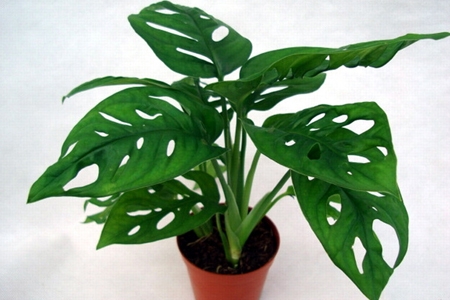 龟背竹的养殖办法和留意事项：浇水|绑扎整形需留意