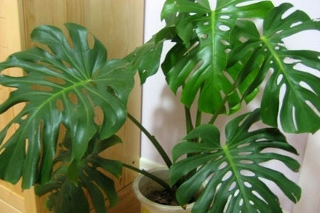 龟背竹的养殖办法和留意事项：浇水|绑扎整形需留意