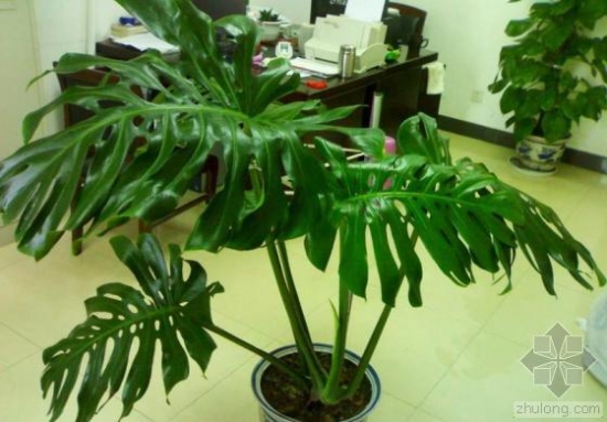 龟背竹的养殖办法和留意事项：浇水|绑扎整形需留意