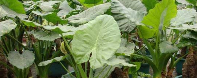 滴水观音有毒吗碰了如何办