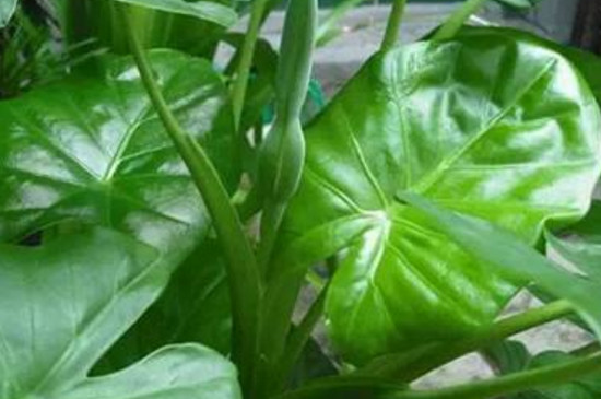 滴水观音有毒吗碰了如何办