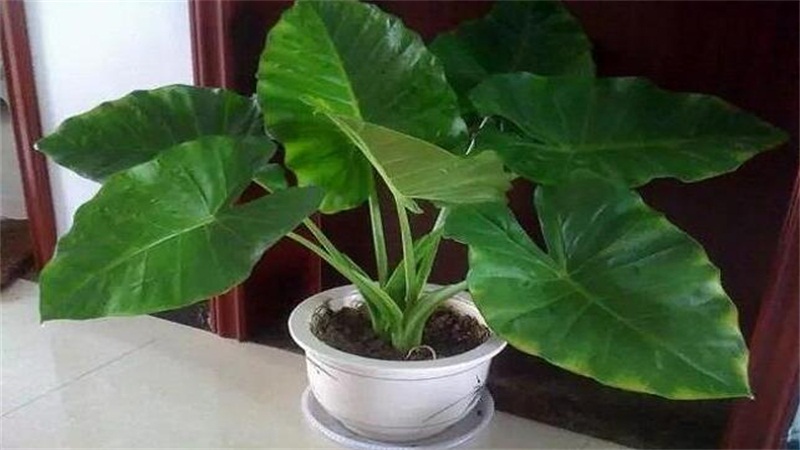 滴水观音如何浇水