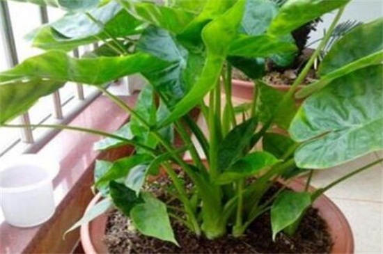 滴水观音如何浇水