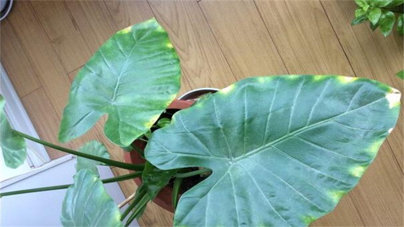 滴水观音叶子发黄如何办