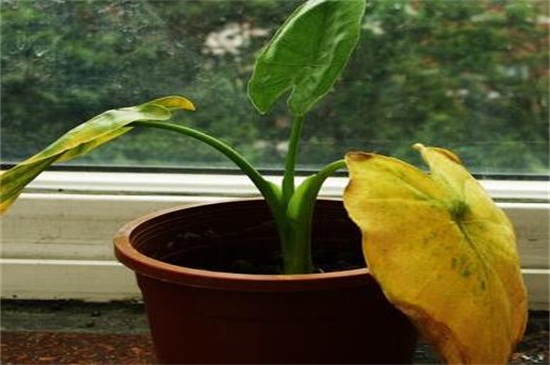 滴水观音叶子发黄如何办