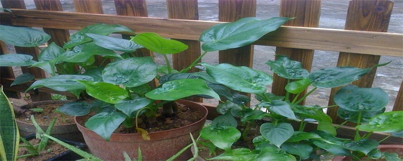 滴水观音如何养