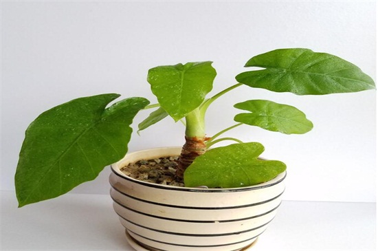 滴水观音如何养