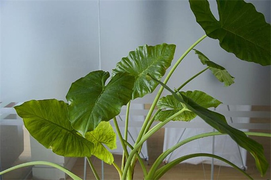 滴水观音如何养