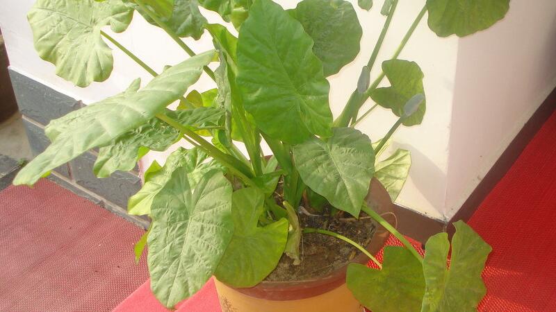 滴水观音的养殖办法和留意事项