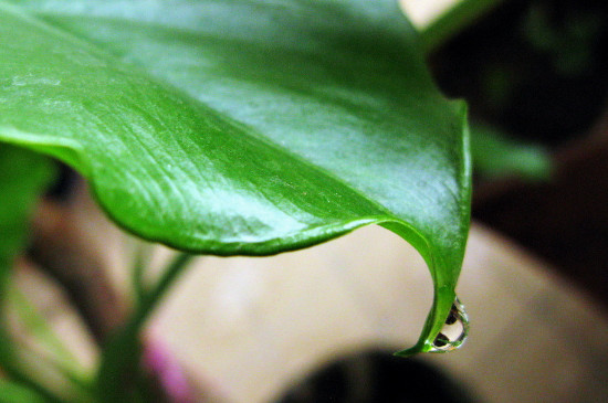 滴水观音叶子发黄如何办