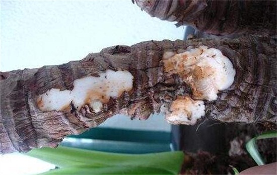 水培滴水观音烂根如何办，彻底剪掉洗净消毒重新培养