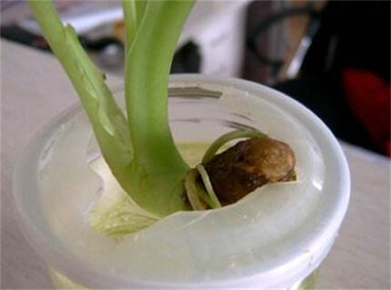 水培滴水观音烂根如何办，彻底剪掉洗净消毒重新培养