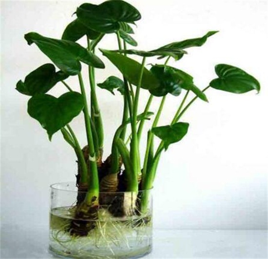 水培滴水观音烂根如何办，彻底剪掉洗净消毒重新培养