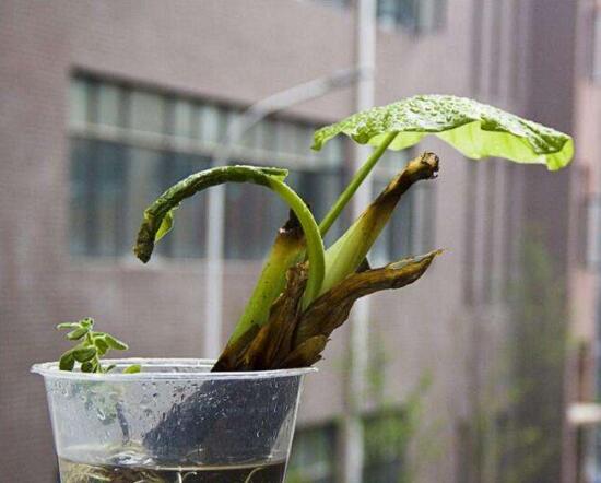 水培滴水观音烂根如何办，彻底剪掉洗净消毒重新培养