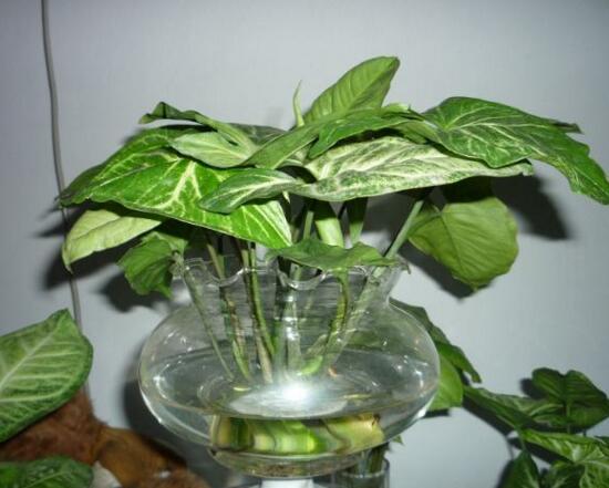 水培滴水观音烂根如何办，彻底剪掉洗净消毒重新培养