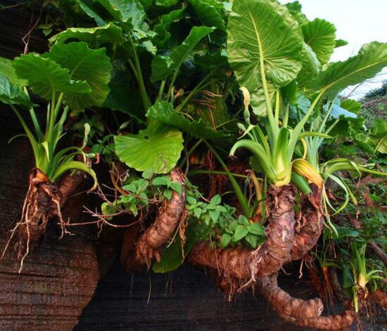 水培滴水观音烂根如何办，彻底剪掉洗净消毒重新培养