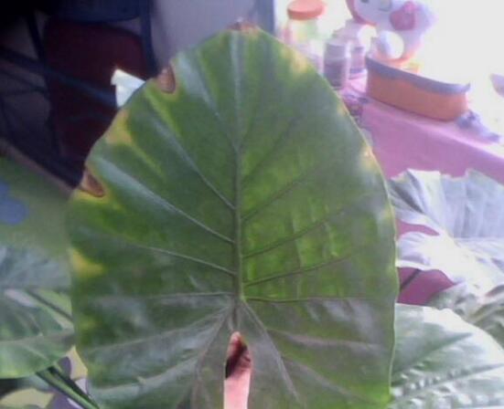 水培滴水观音烂根如何办，彻底剪掉洗净消毒重新培养