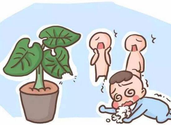 水培滴水观音烂根如何办，彻底剪掉洗净消毒重新培养