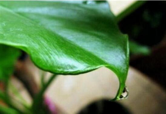 水培滴水观音烂根如何办，彻底剪掉洗净消毒重新培养