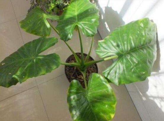 滴水观音叶片小如何办，掌握三个要点让叶片油绿厚大