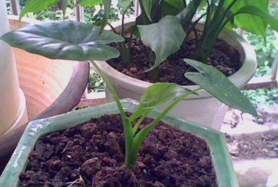 滴水观音叶片小如何办，掌握三个要点让叶片油绿厚大