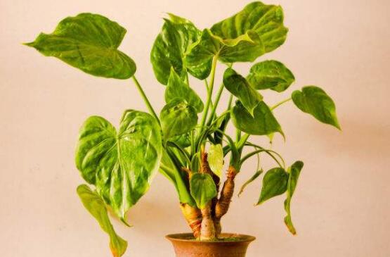 滴水观音叶片小如何办，掌握三个要点让叶片油绿厚大