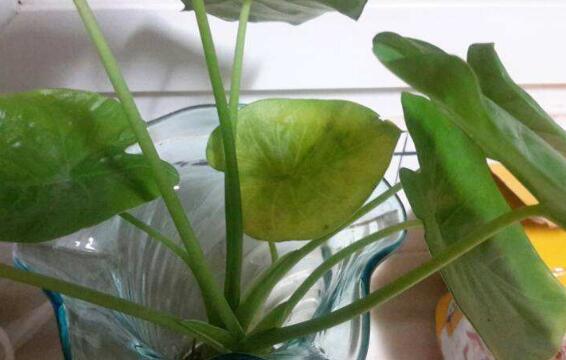 滴水观音叶片小如何办，掌握三个要点让叶片油绿厚大