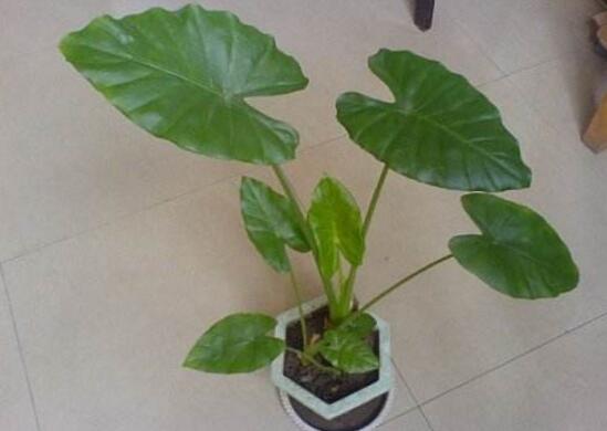 滴水观音叶片小如何办，掌握三个要点让叶片油绿厚大