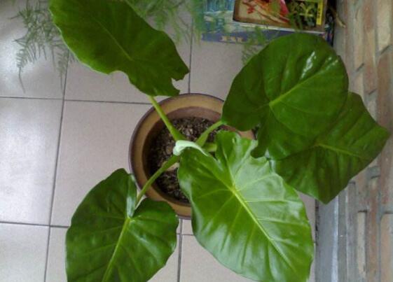 滴水观音叶片小如何办，掌握三个要点让叶片油绿厚大