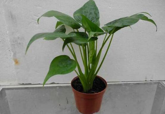 滴水观音叶片小如何办，掌握三个要点让叶片油绿厚大