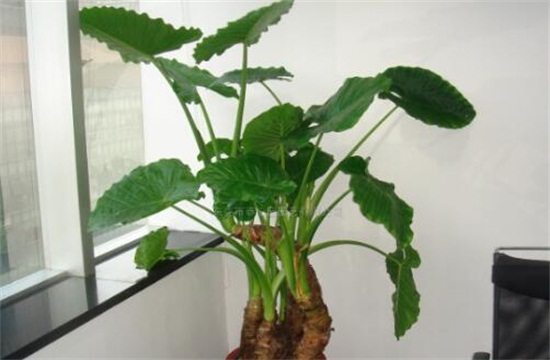 滴水观音如何浇水,可适当采用浸盆法/冬季喷水即可