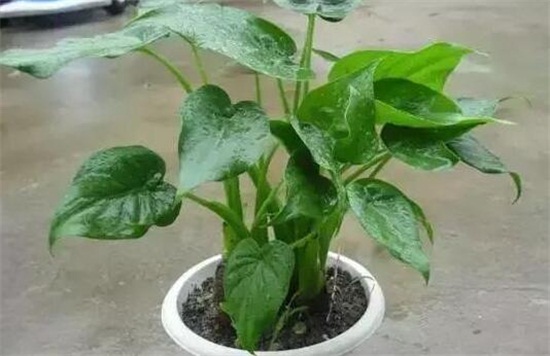 滴水观音如何浇水,可适当采用浸盆法/冬季喷水即可