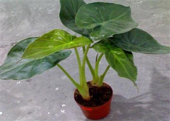 滴水观音如何浇水,可适当采用浸盆法/冬季喷水即可