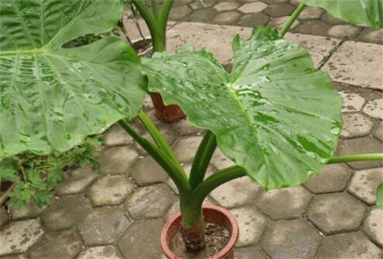 滴水观音如何浇水,可适当采用浸盆法/冬季喷水即可