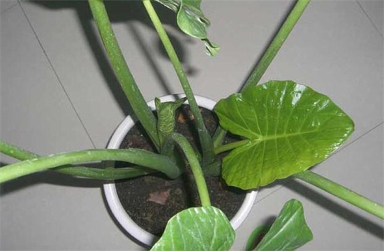 滴水观音如何浇水,可适当采用浸盆法/冬季喷水即可